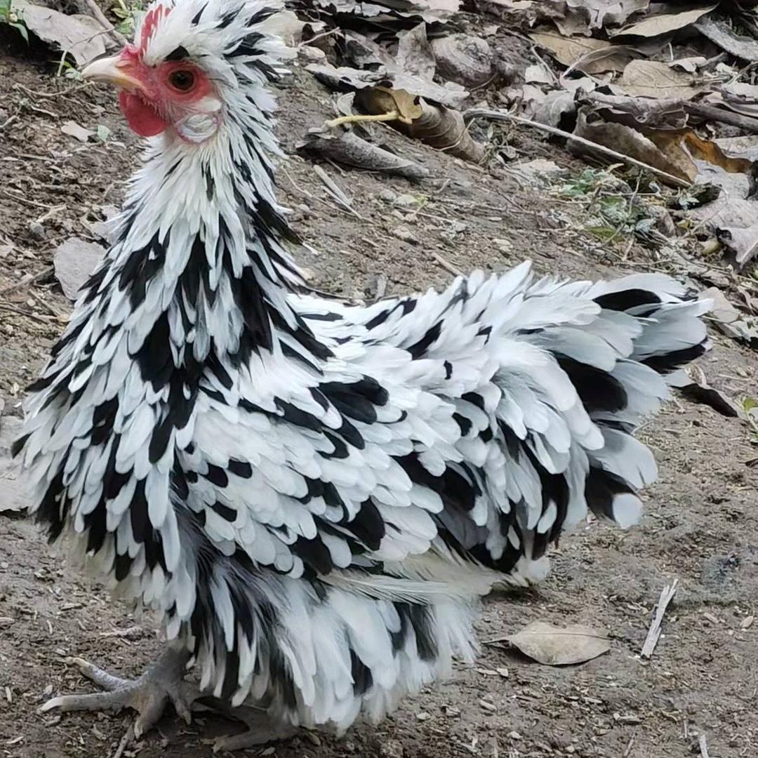 潮纤养鸡