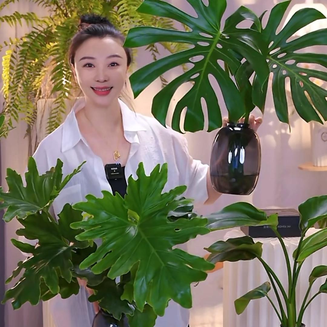 无所谓的绿植世界🪴