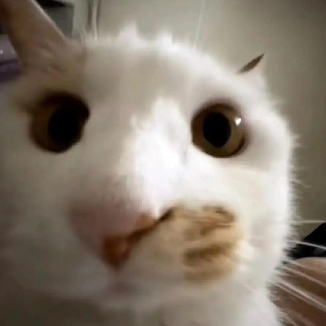 忧郁小猫
