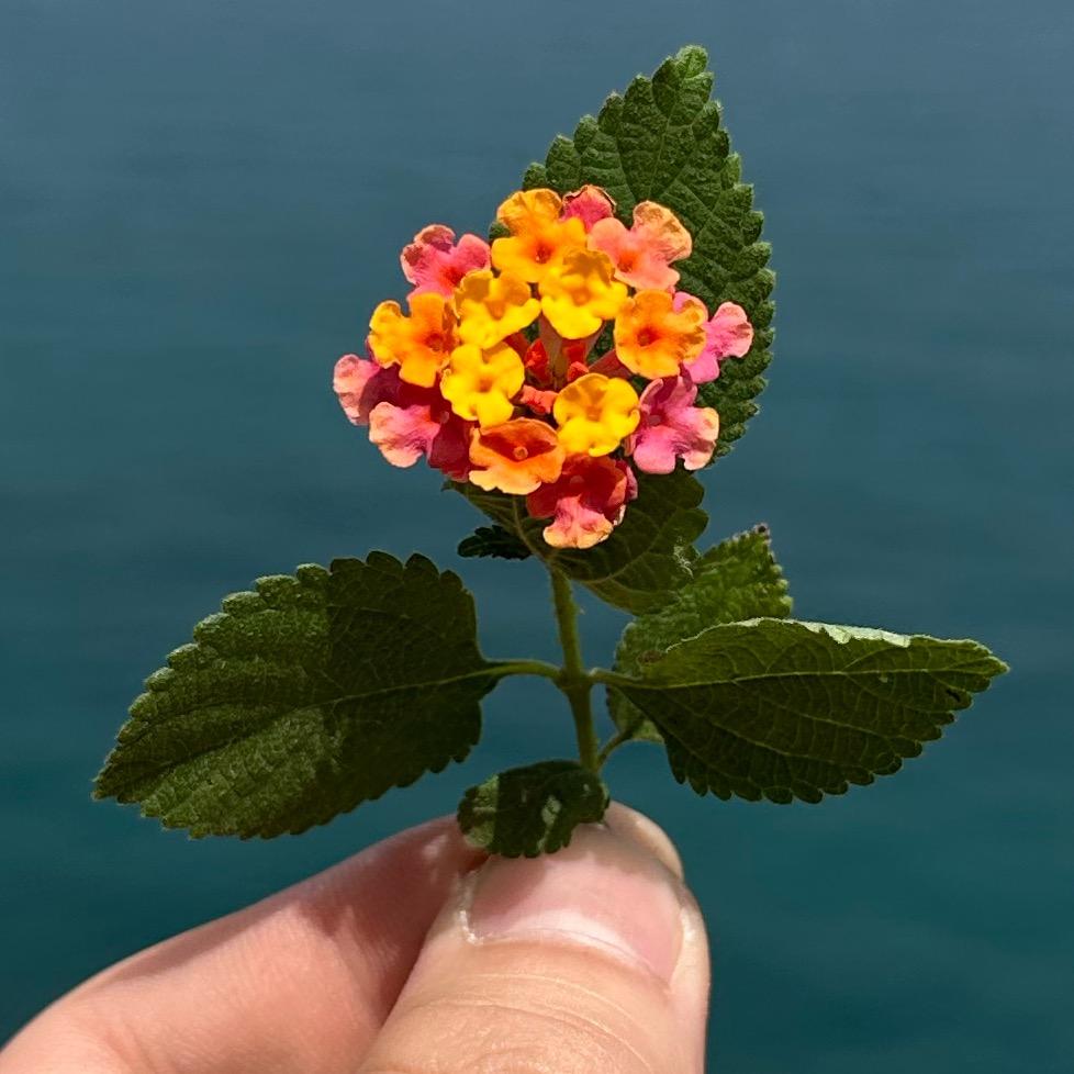 张野花