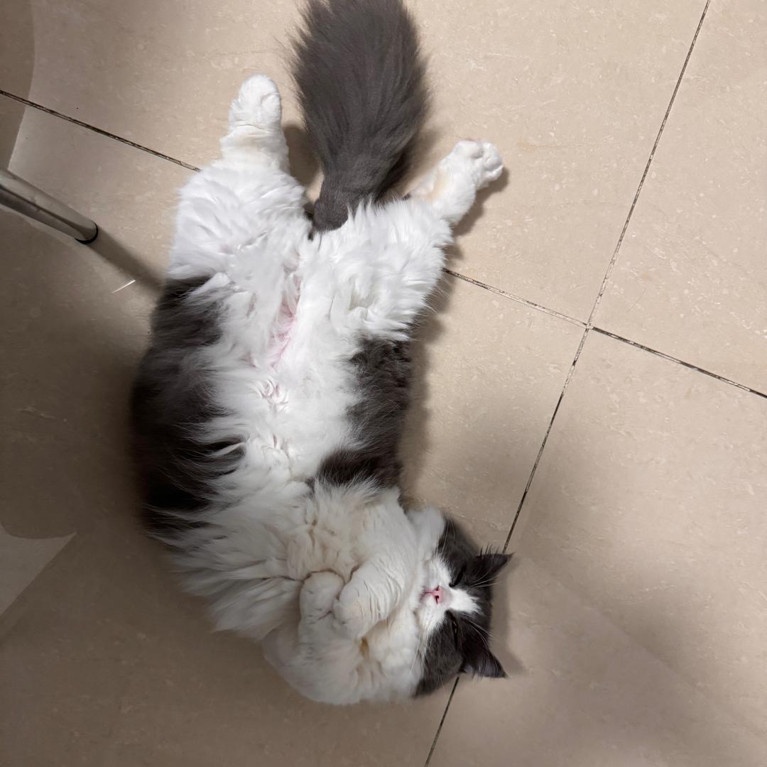 情猫初开💑
