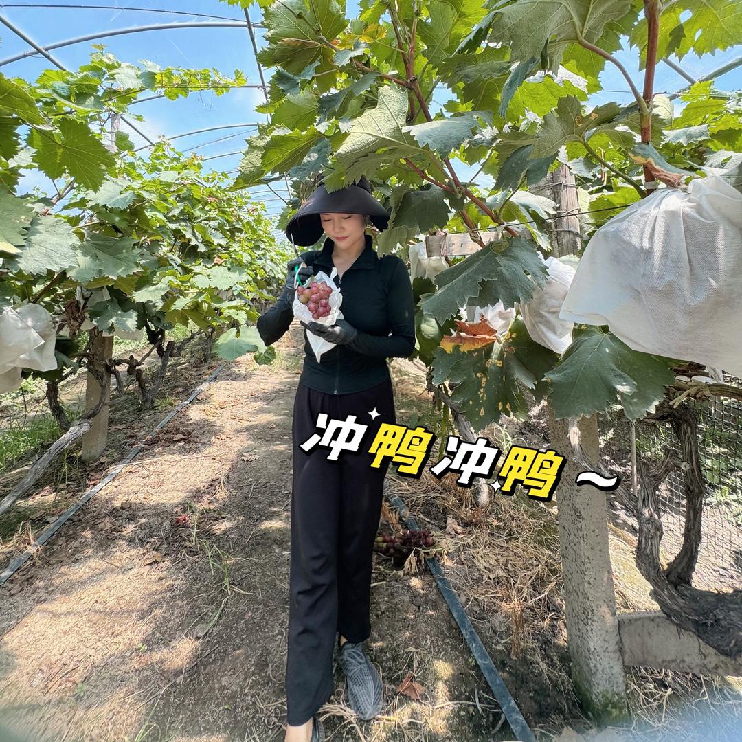 马陆兄弟葡萄园