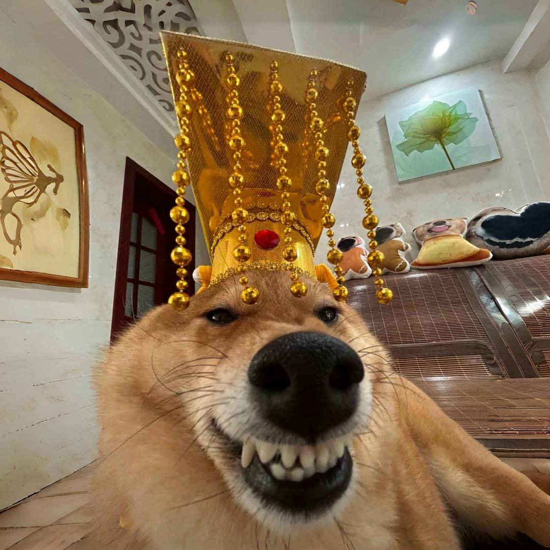 狗蛋🩶