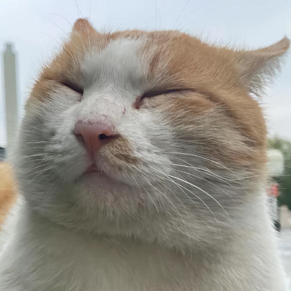 ✨麻辣毛蛋✨