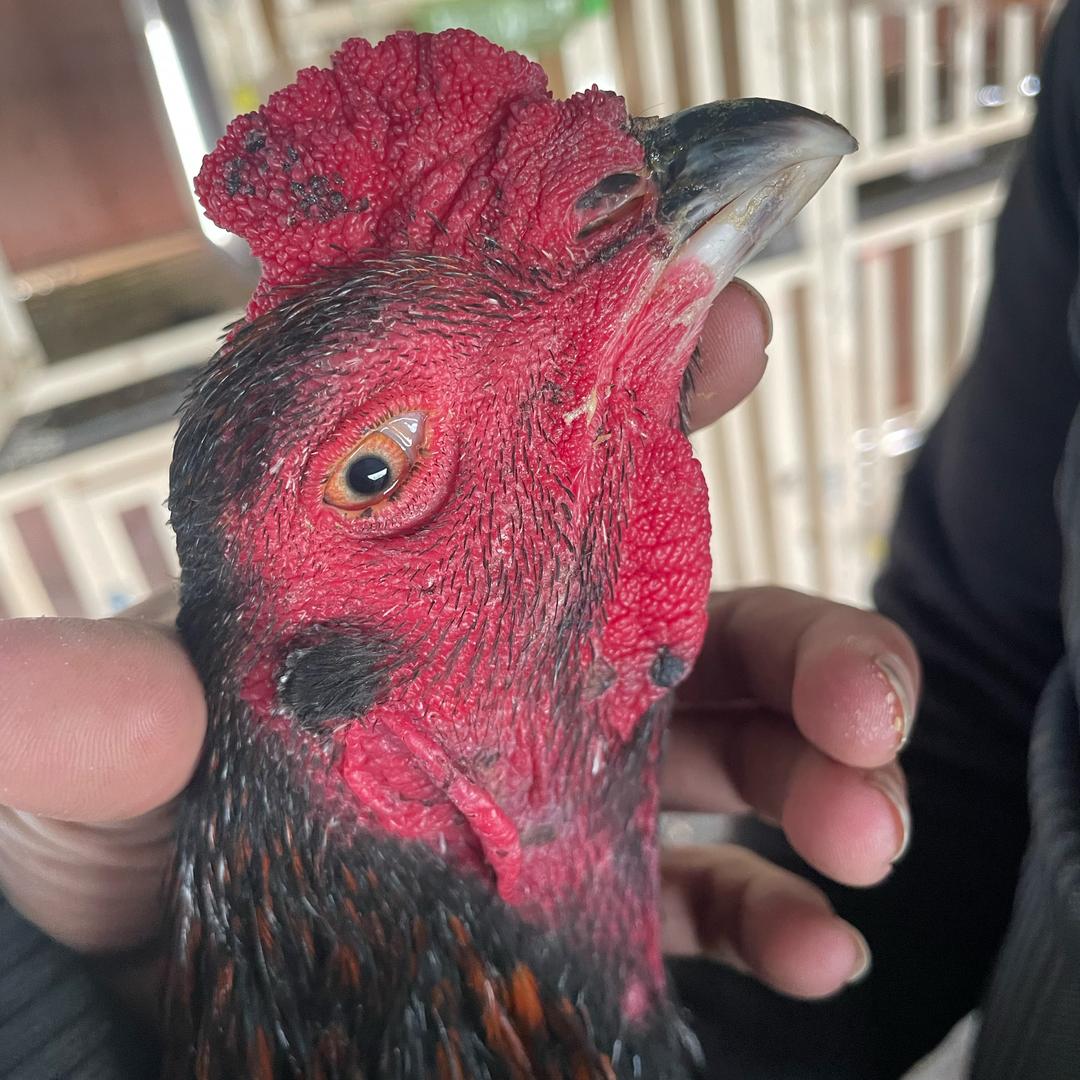 解氏斗鸡鸽子土鸡