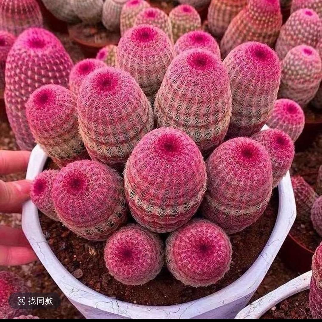 花匠小强🌵