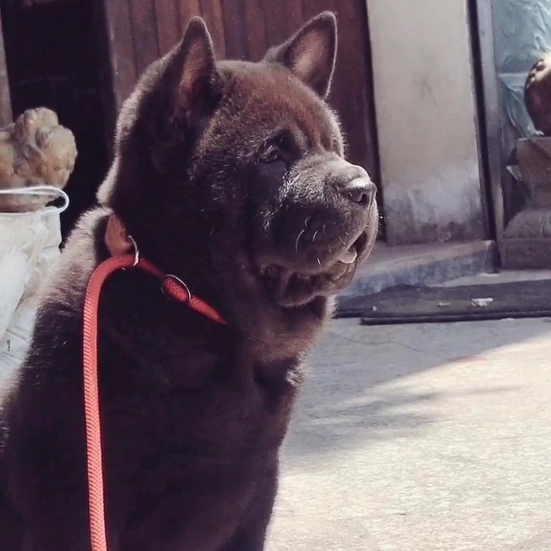 大个家里的泰森