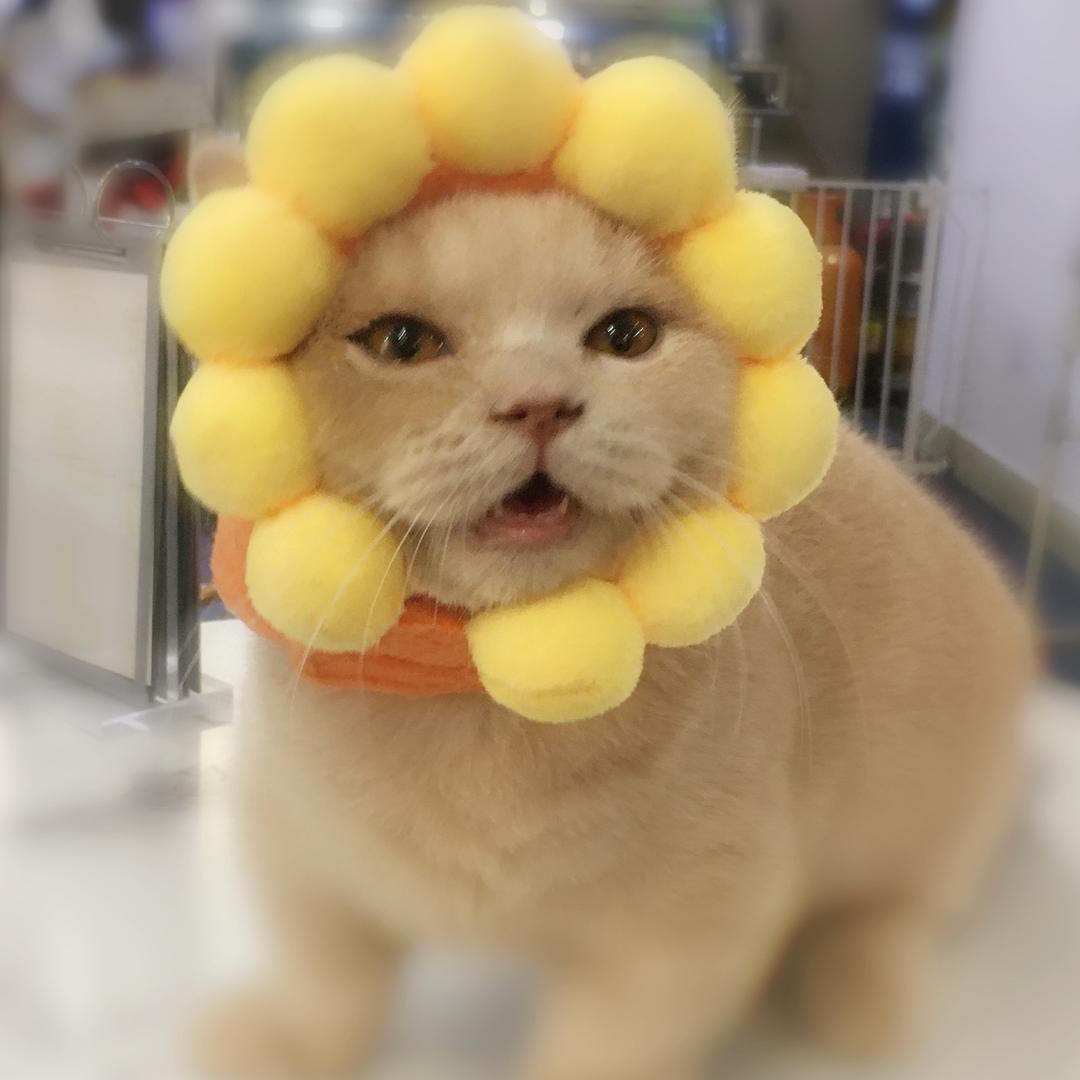 懒猫堂