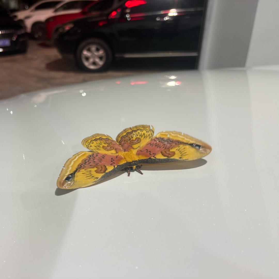 阿阳哥