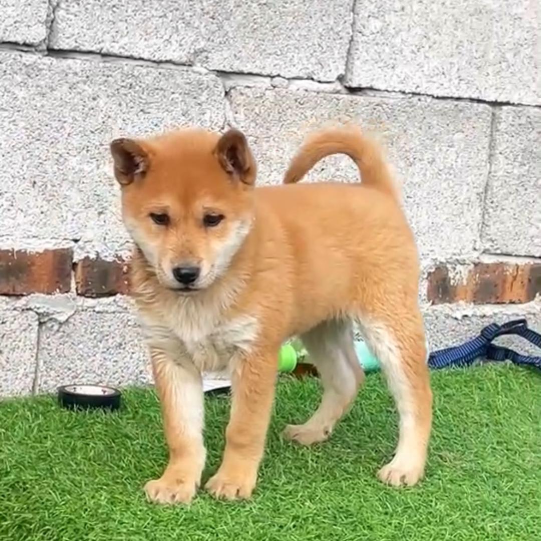 广西小丁田园犬