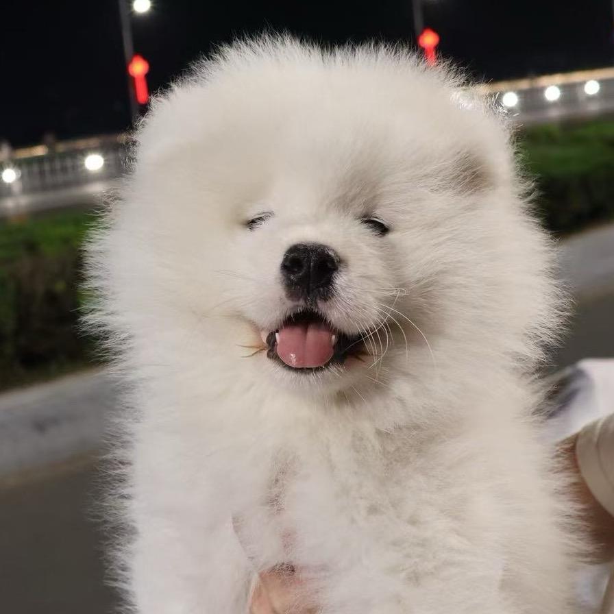 小李和他的狗朋友