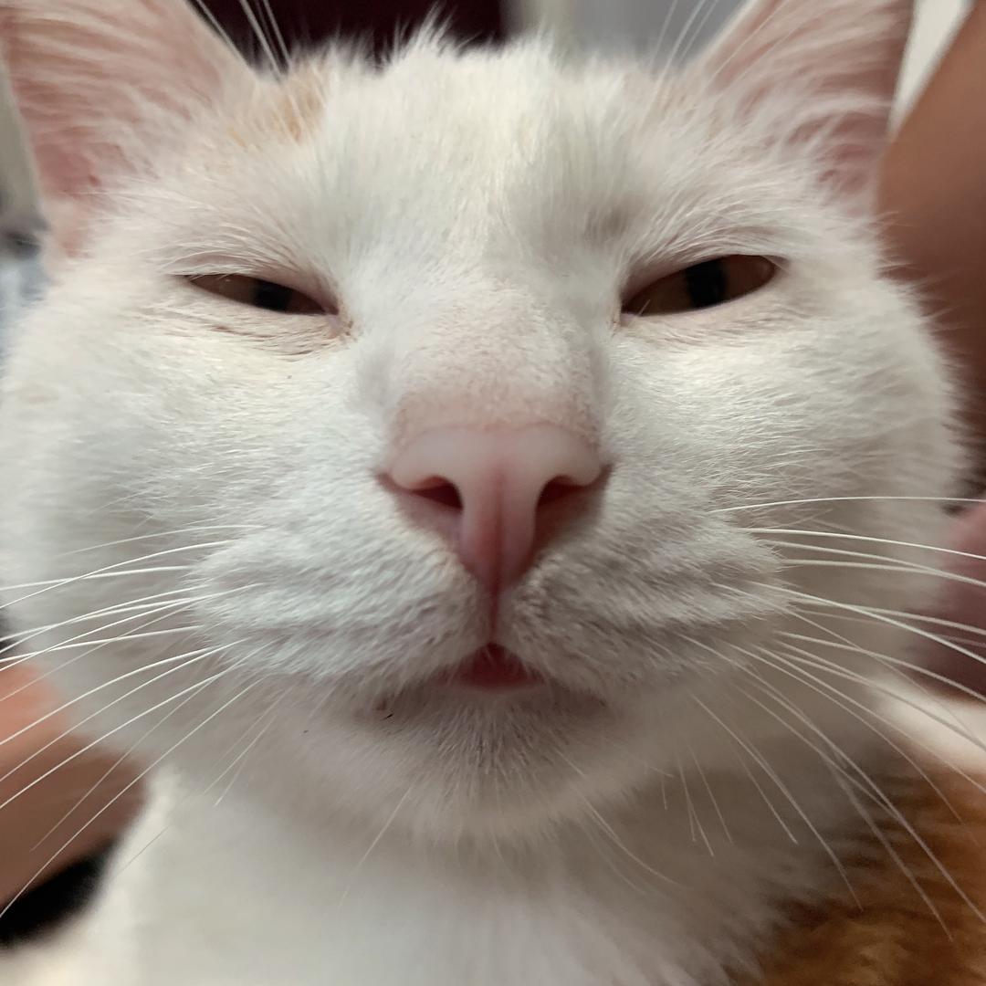 🌈波霸奶茶不加波霸