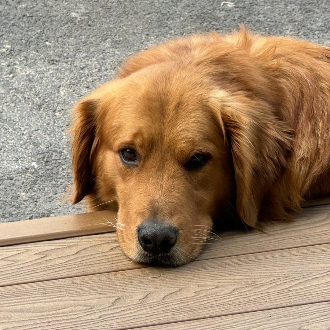 海橙哥的豆豆呀