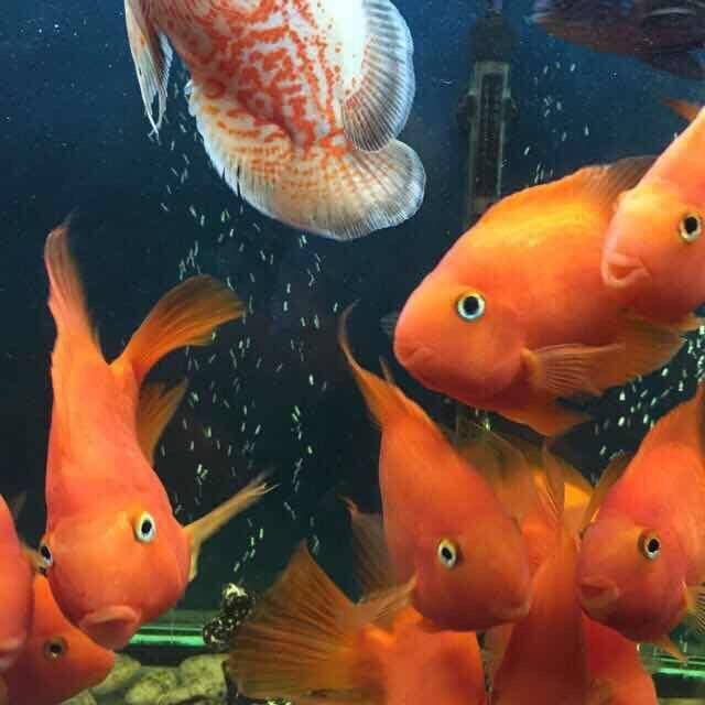 马林