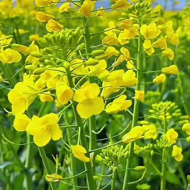一帆风顺