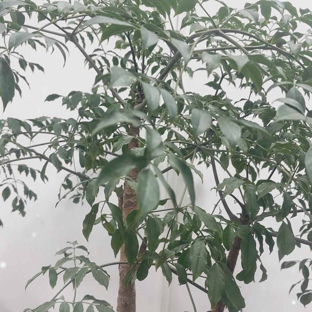 晴晴爱上茶
