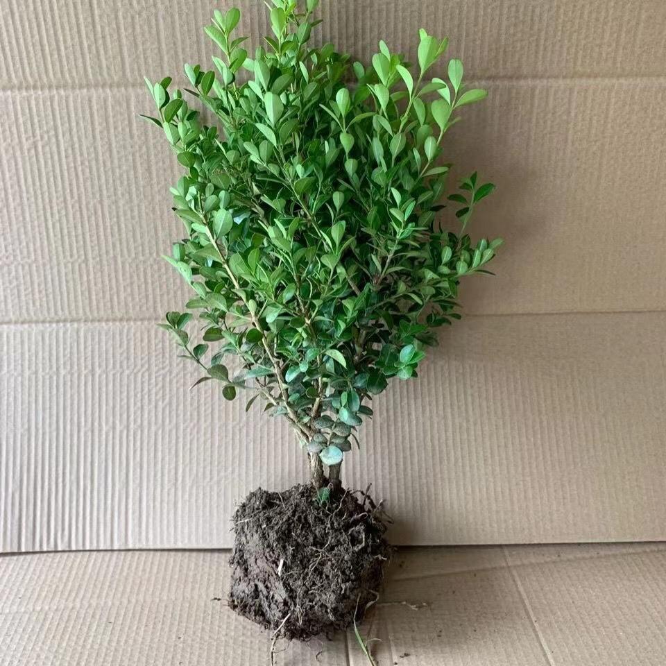 姗好花卉园艺