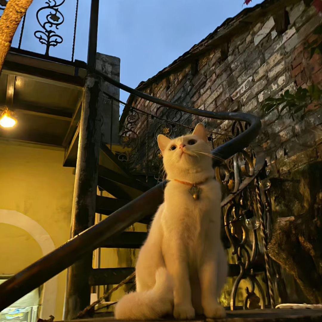 锦鲤