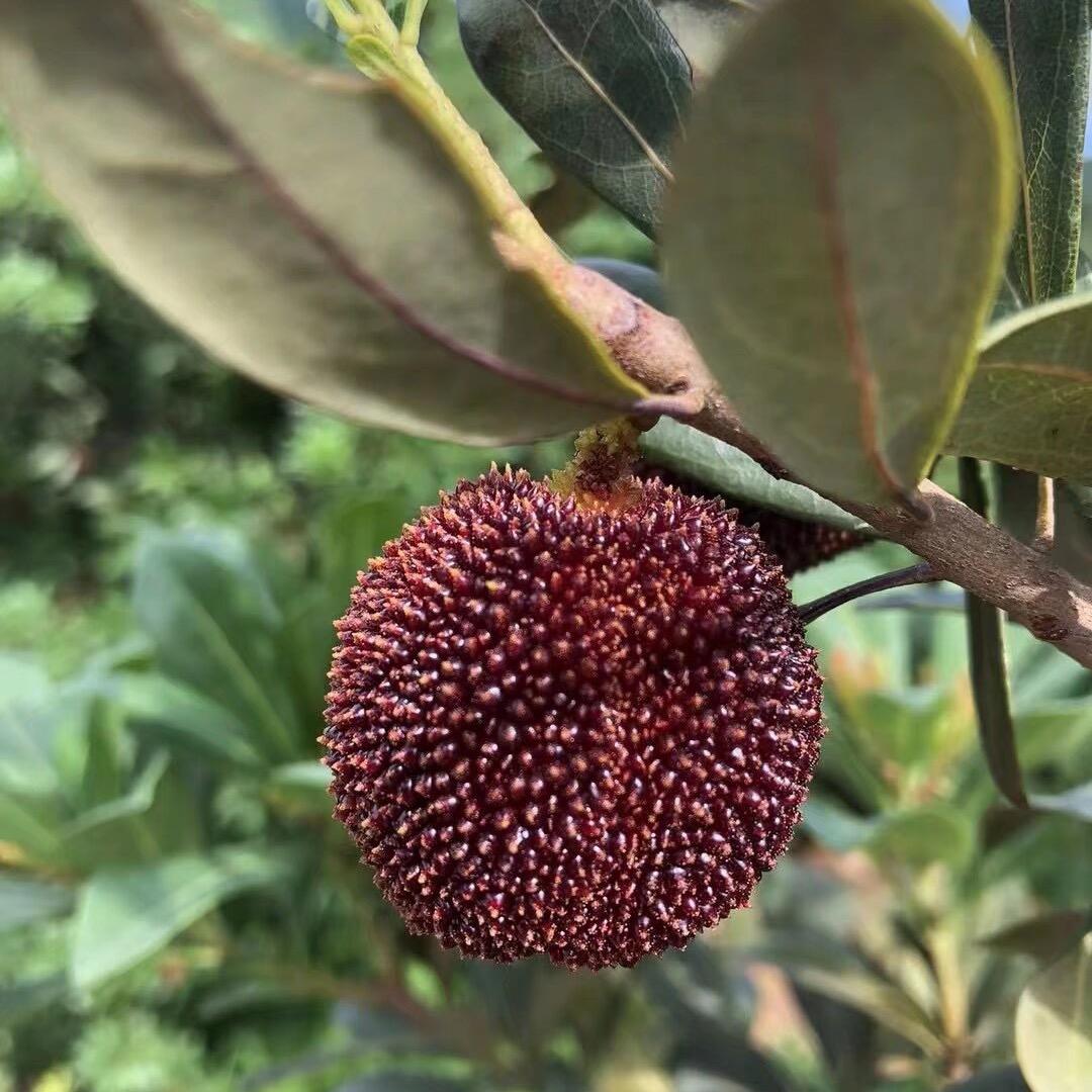 仙居杨梅-妍儿农场