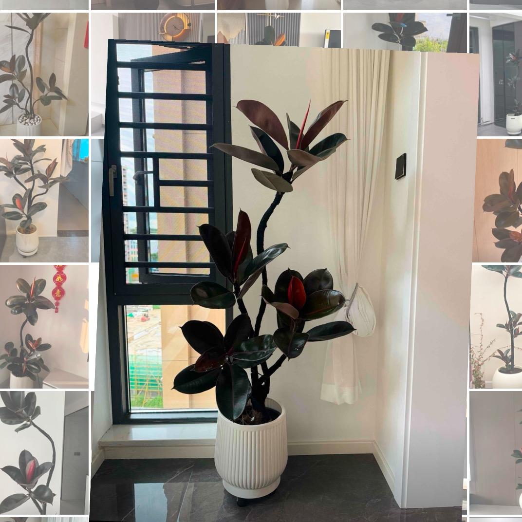 森林FEEL.Y【下午五点不定时开播】