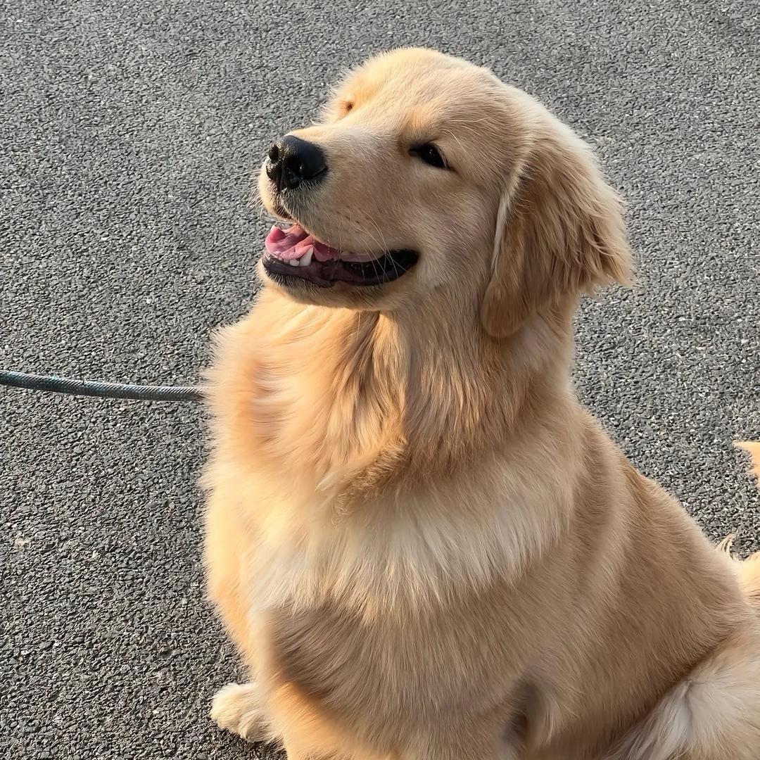 萌宠狗狗🐶