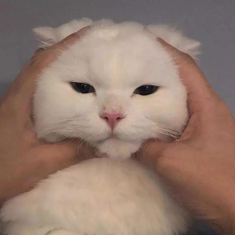 一只小奇趣