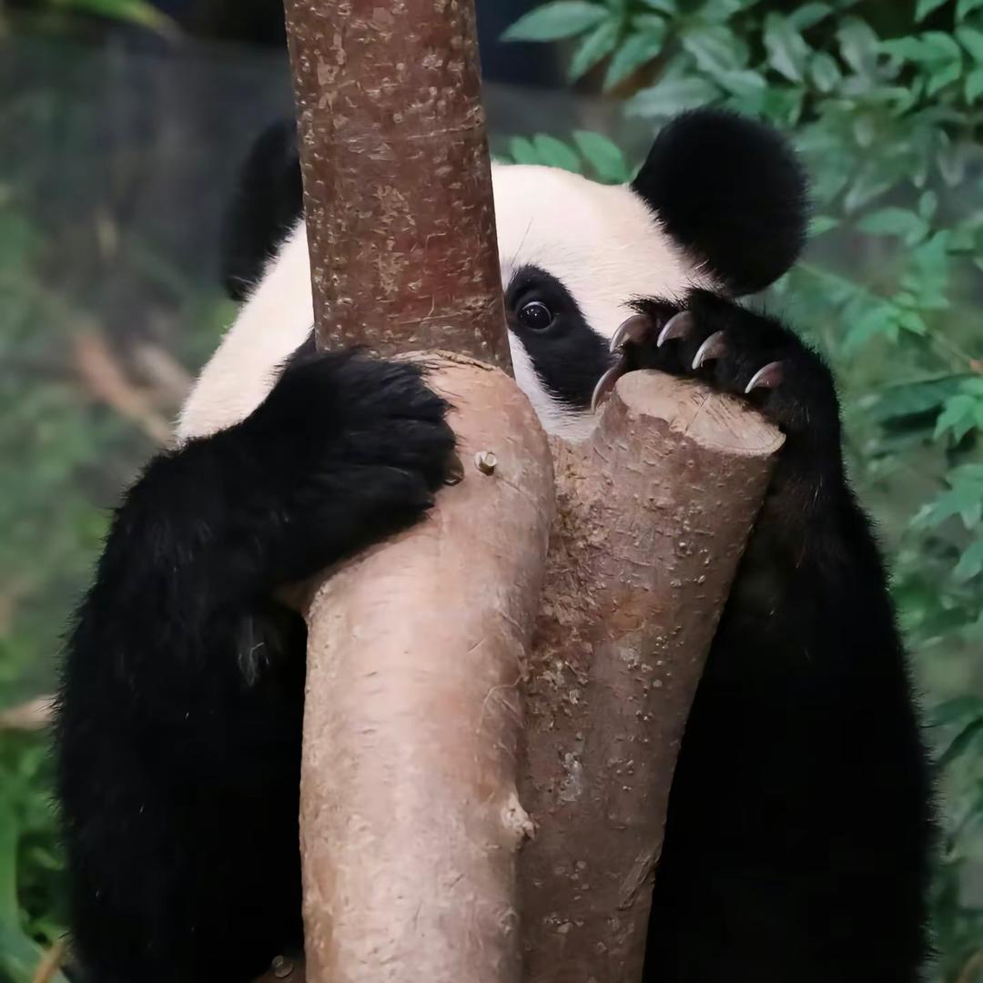 Jasmine lu