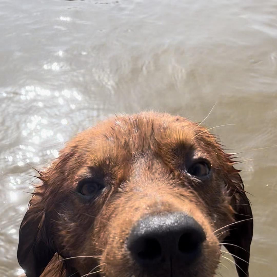 爱洗澡的棒槌-宠物