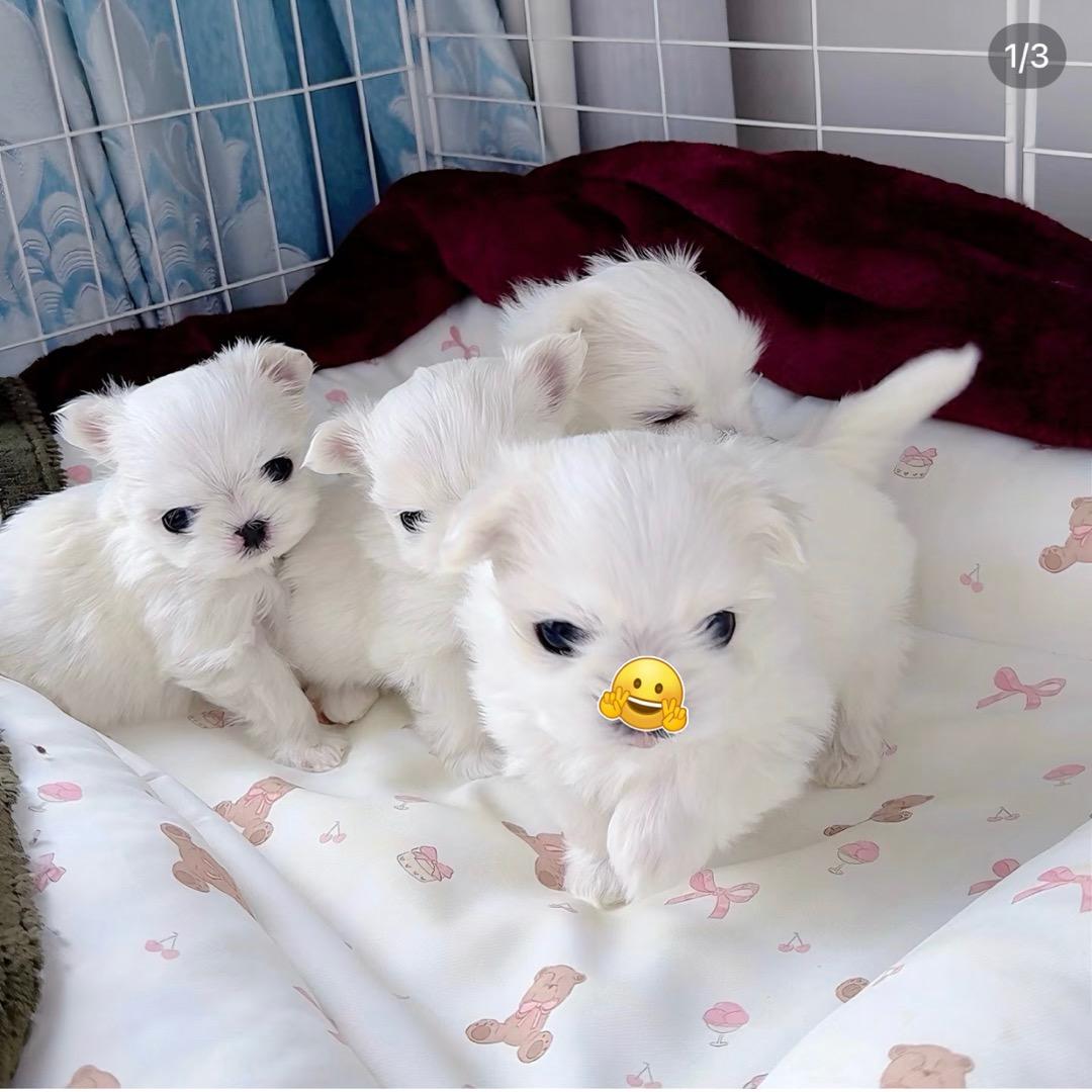 没头脑和不高兴❤️