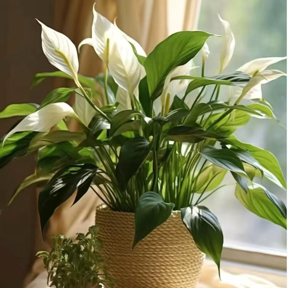 绿野植物园
