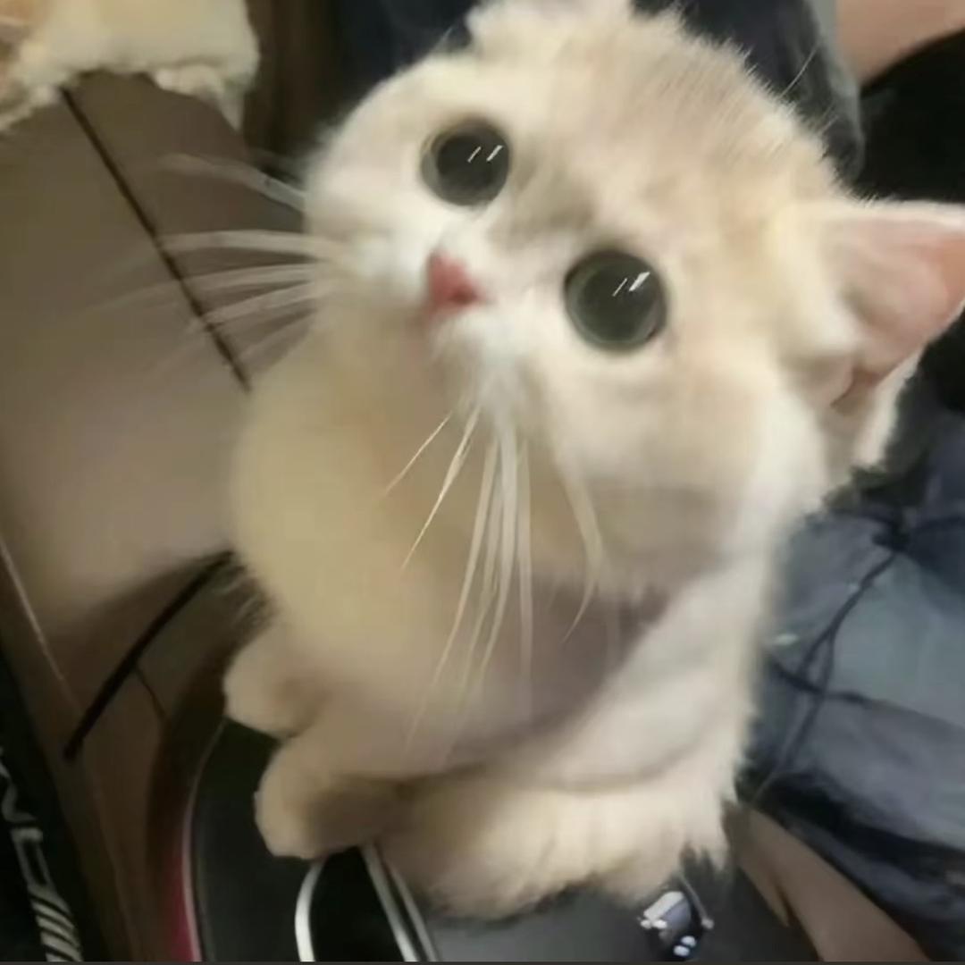 L.