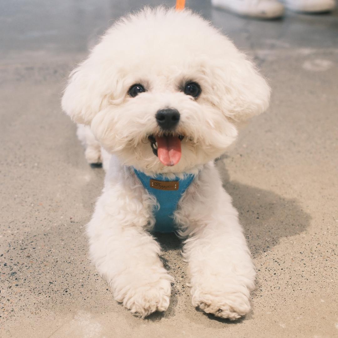 豆包儿是比熊呀