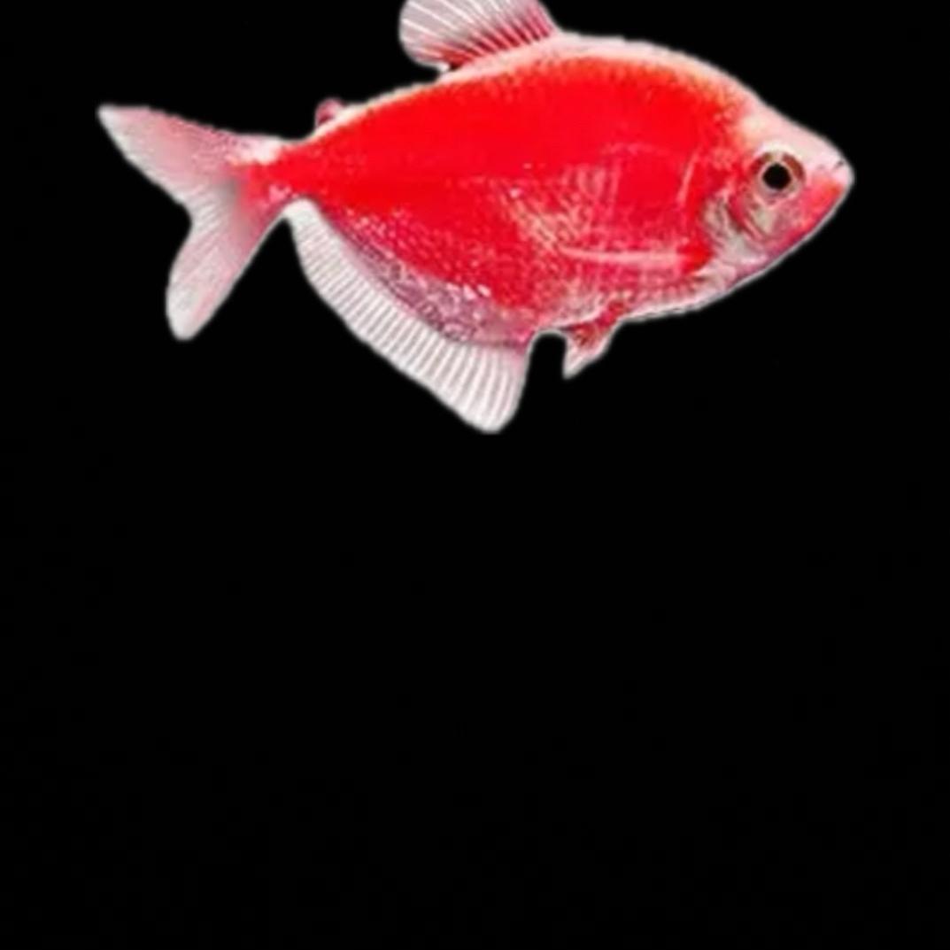 老默 我想卖鱼了