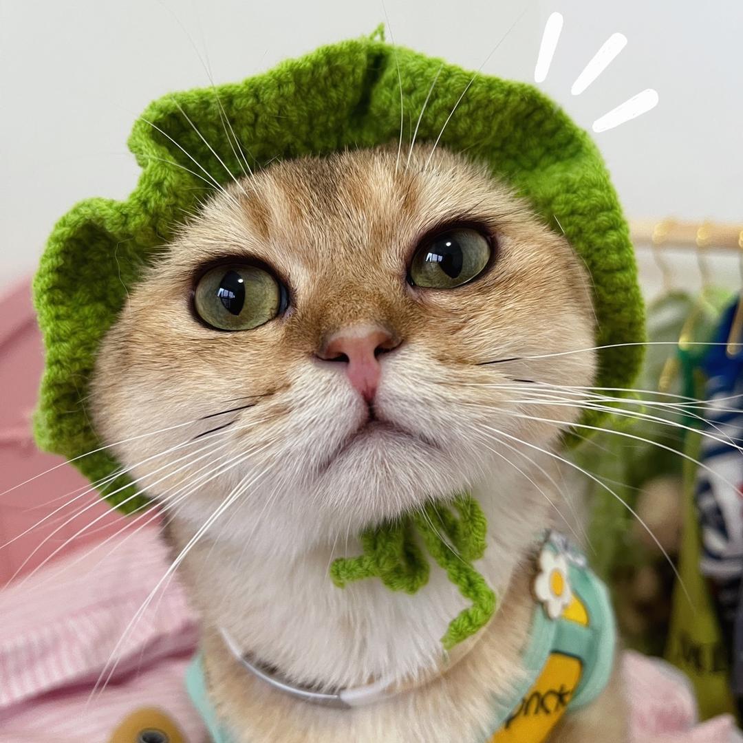 Lucky 是只社牛猫🐱
