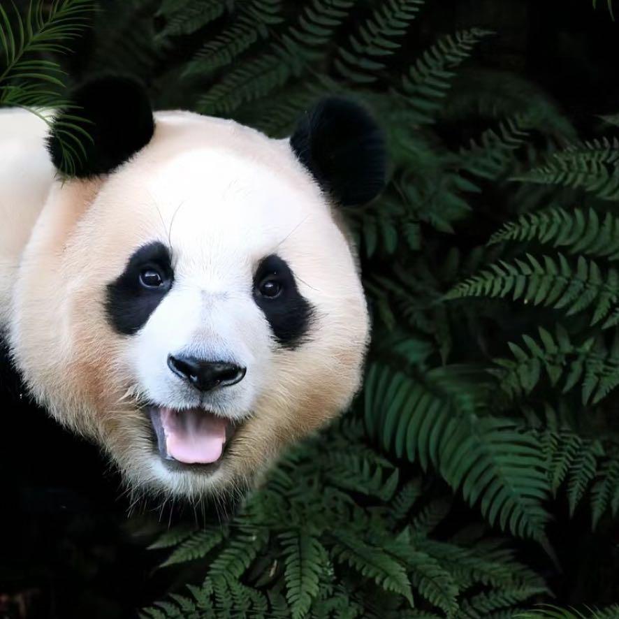 🐼熊猫囍瑀-