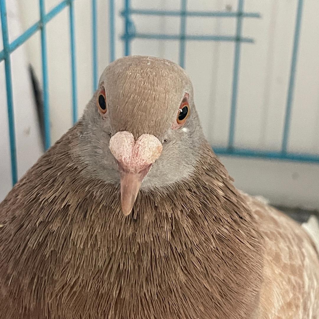 鸽子