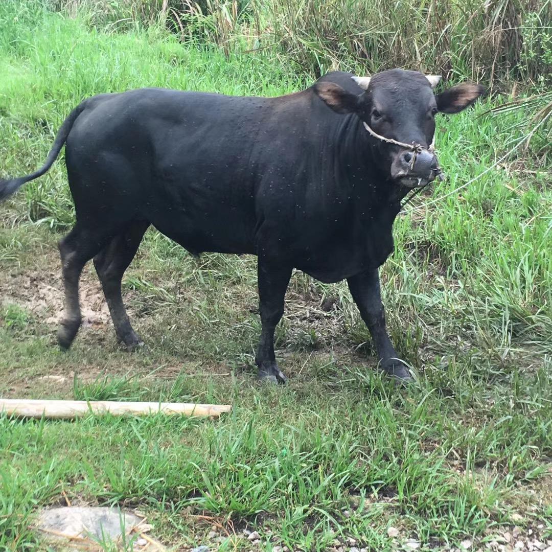 牛🐮哥