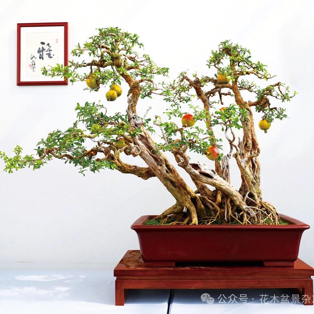 寸园