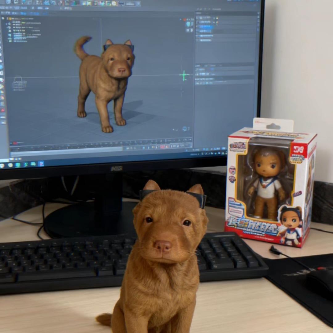 五毒神犬松师犬舍 黄弟