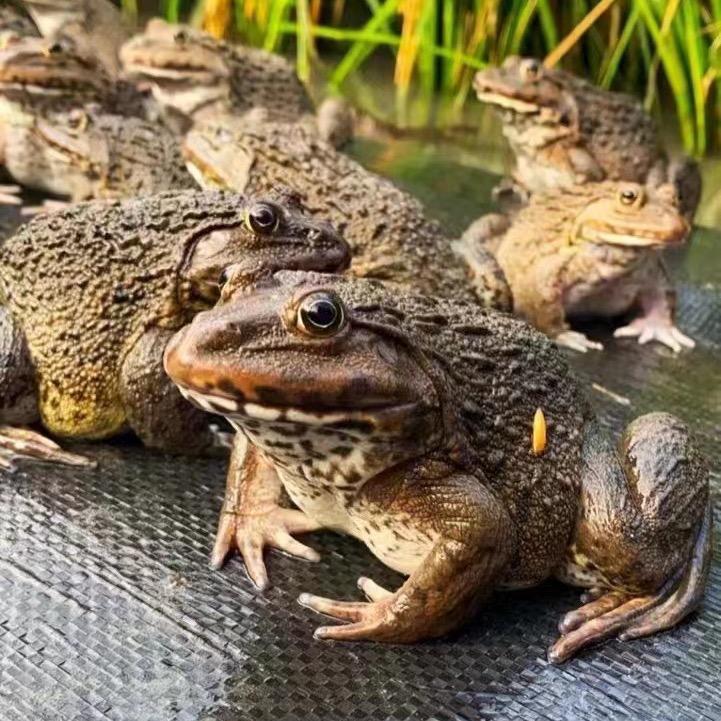 洋葱