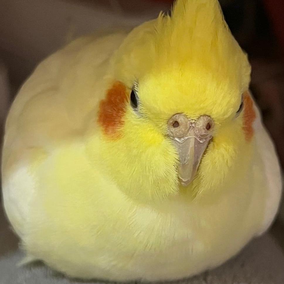 啾啾啾啾吧啦
