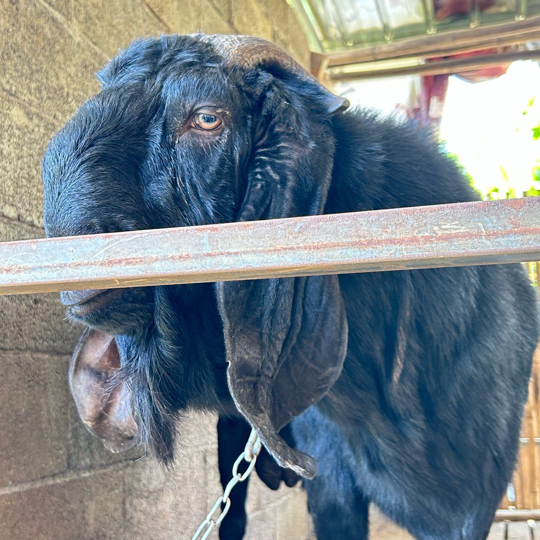 陈小白（重庆养羊人）