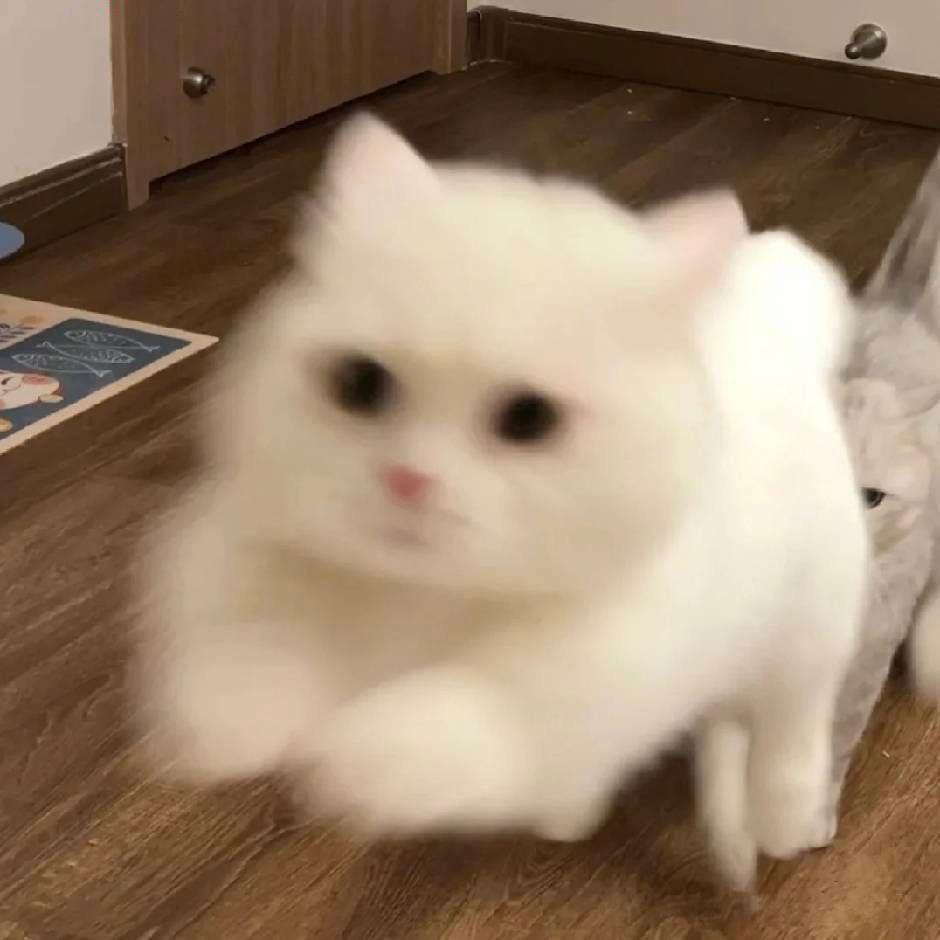 宇宙猪