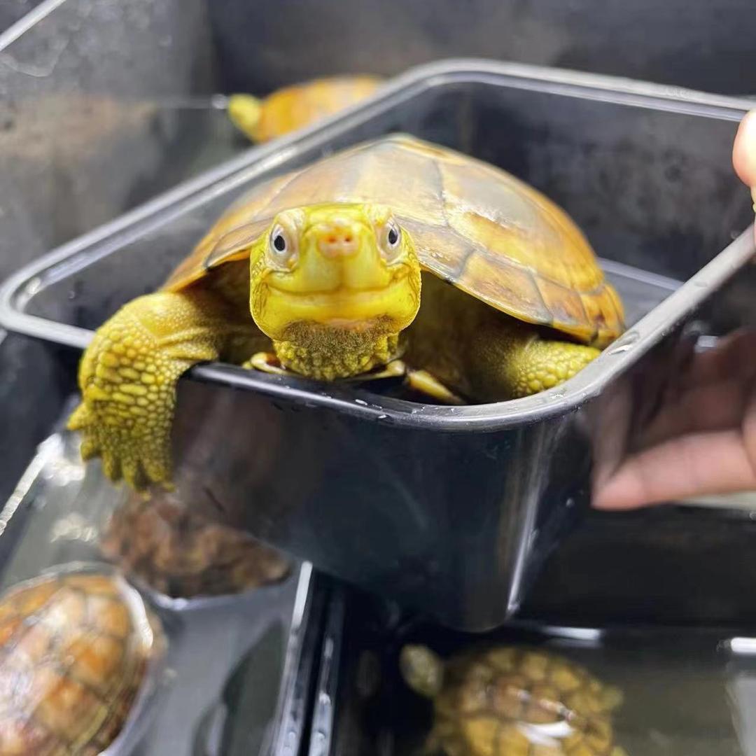 萌缘龟宠