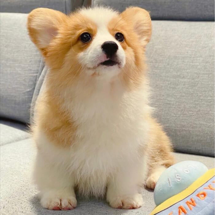 独眼狗