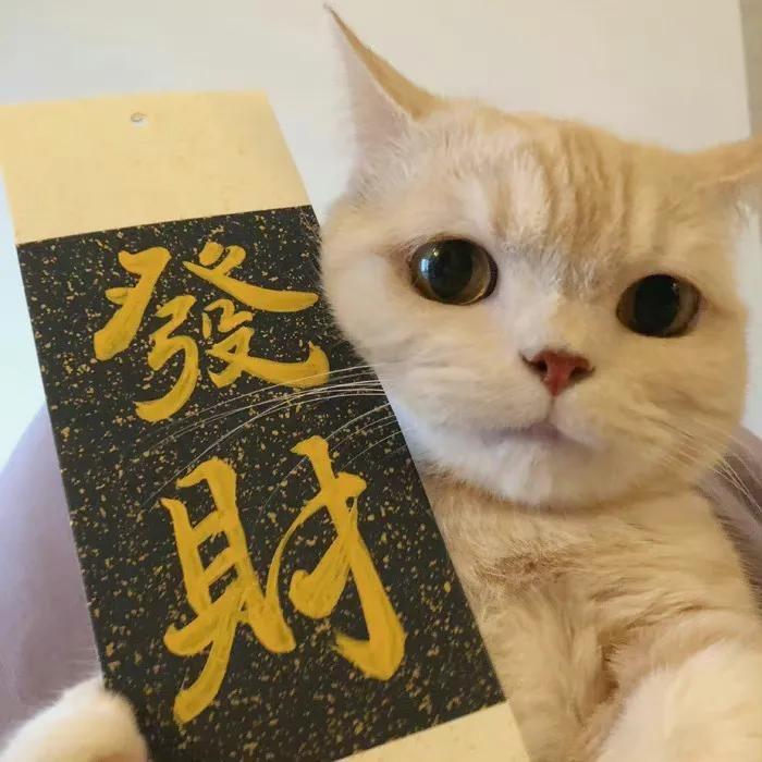 高妞在许昌