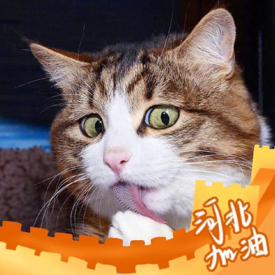 小杨小杨天天放🐑
