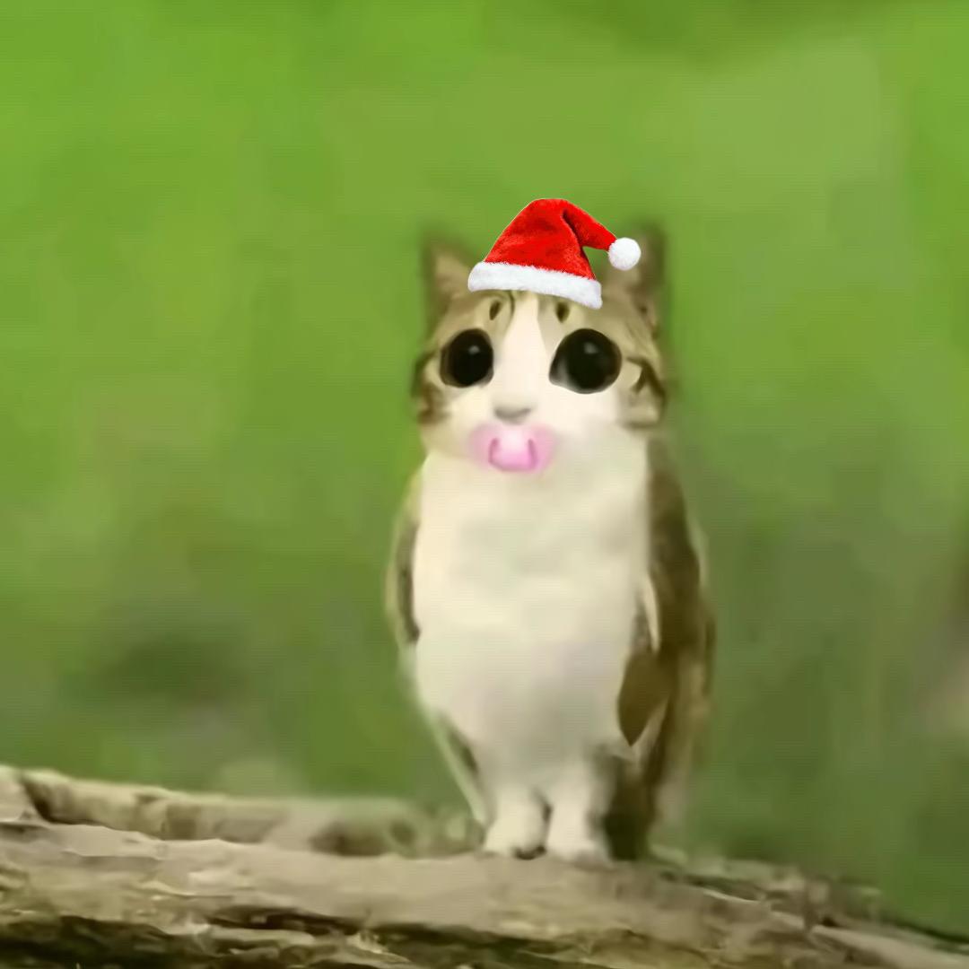 白起哥哥断了大