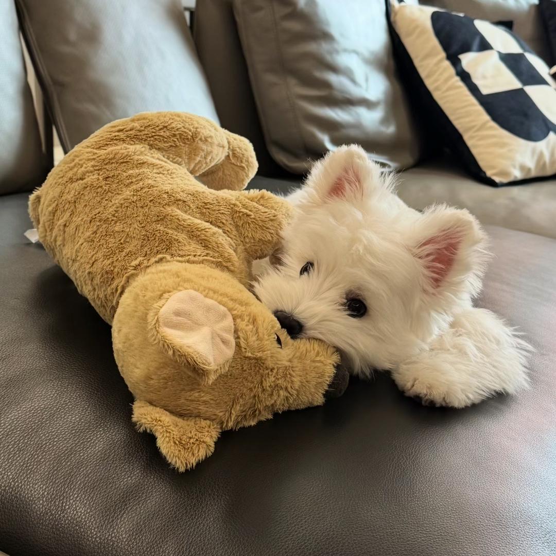 宠物之家爱馆长