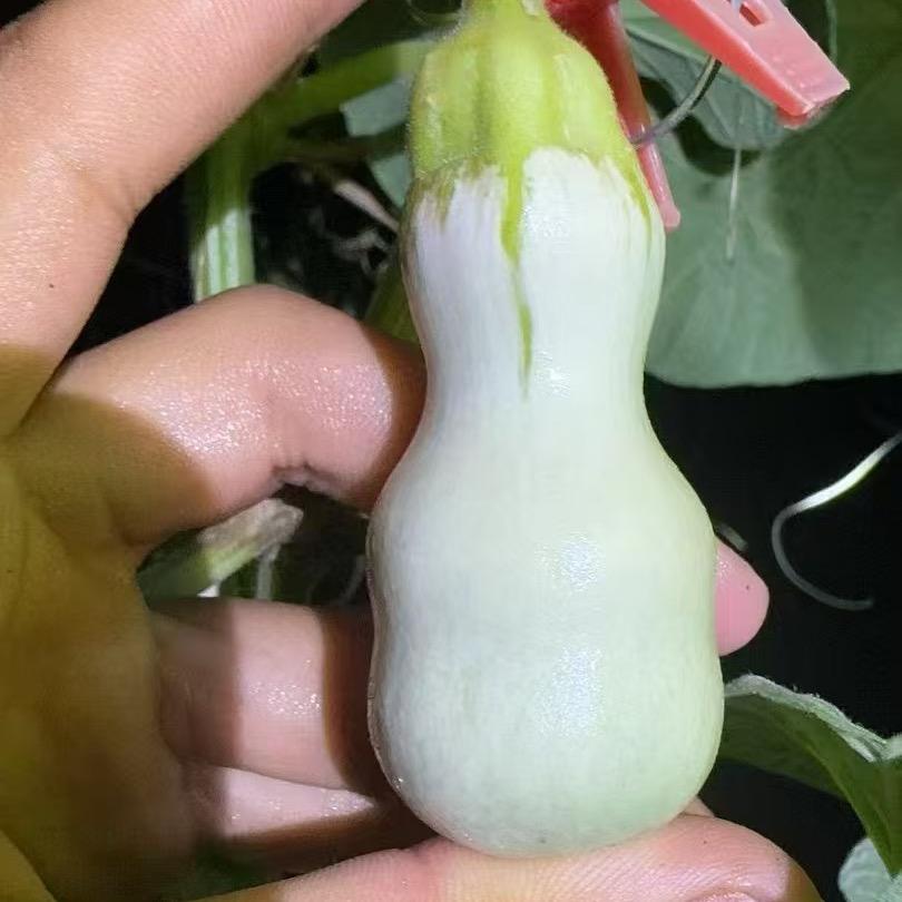 爱玩葫芦的一休